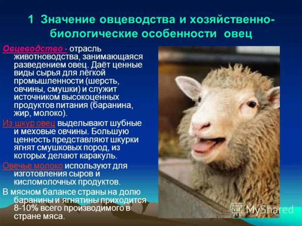 В чем заключается хозяйственное значение свиней. Овцеводство отрасль животноводства. Биологические особенности овец. Овцеводство перспективы развития отрасли. Особенности овец.