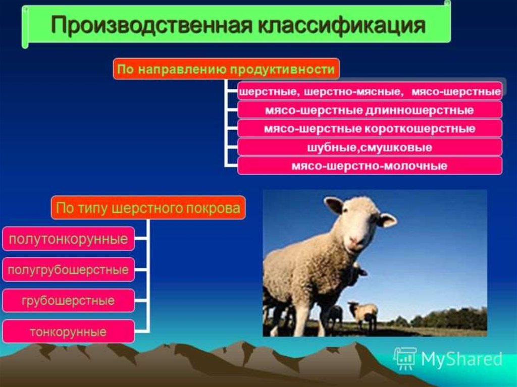 Овцеводство отрасль специализации. Направления овцеводства. Направления пород овец. Полугрубошерстные породы овец направления продуктивности. Классификация пород сельскохозяйственных животных.