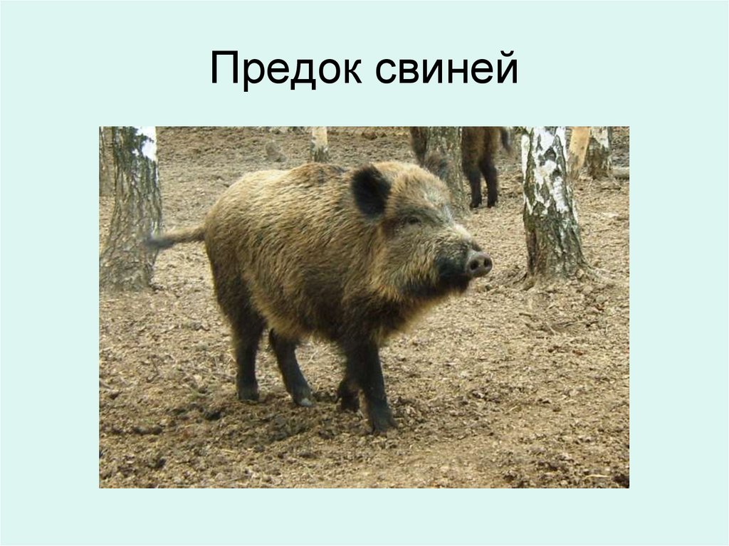 Предок свиней