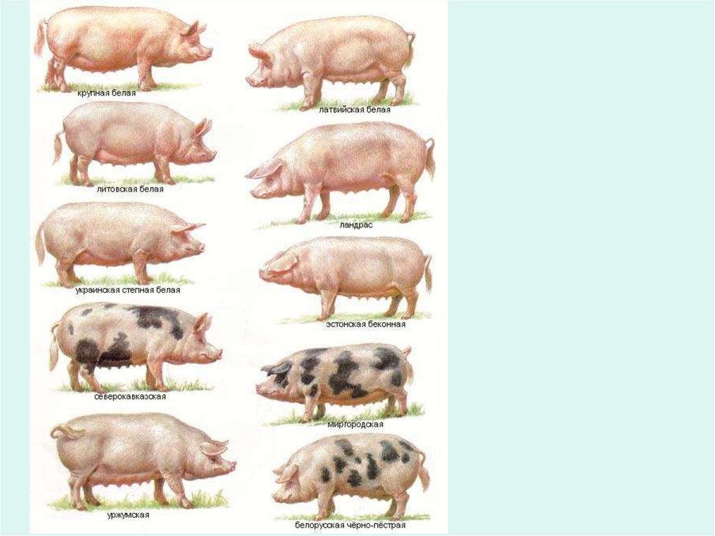 Какие виды свиней. Порода свиней Темпо. Крупная белая порода свиней беконная. Порода свиней Темпо характеристики.