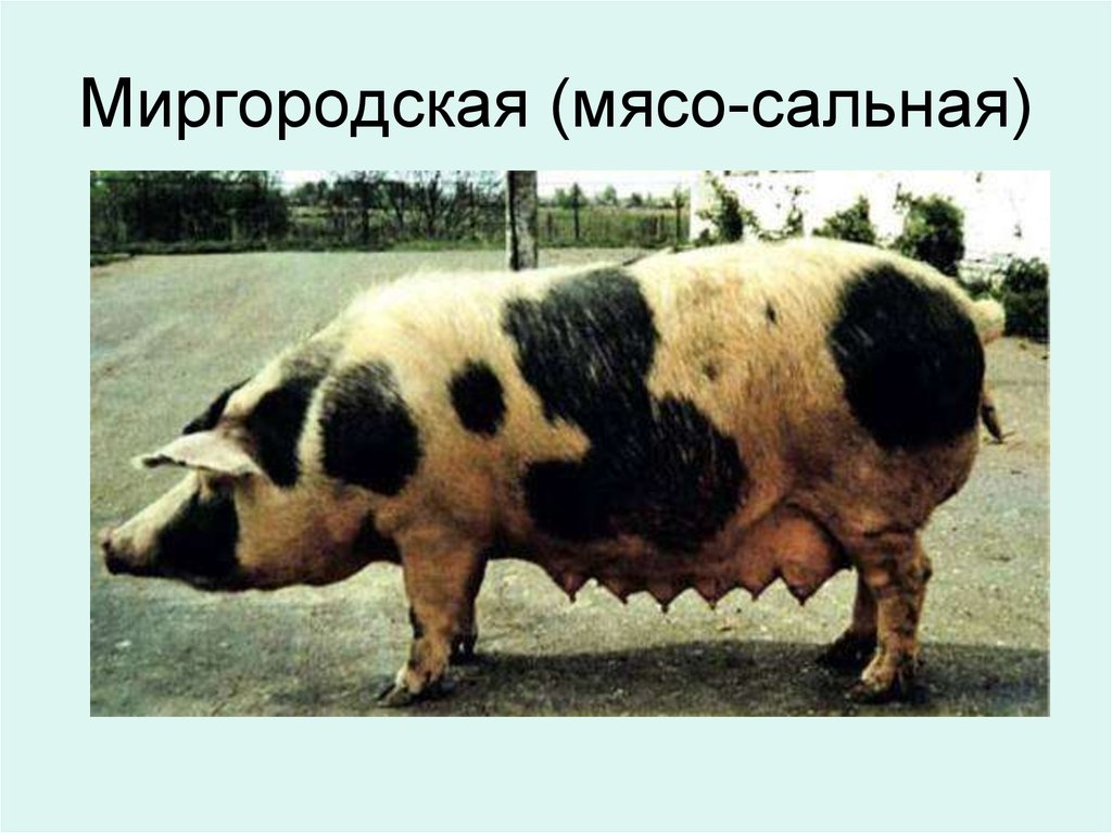 Миргородская (мясо-сальная)