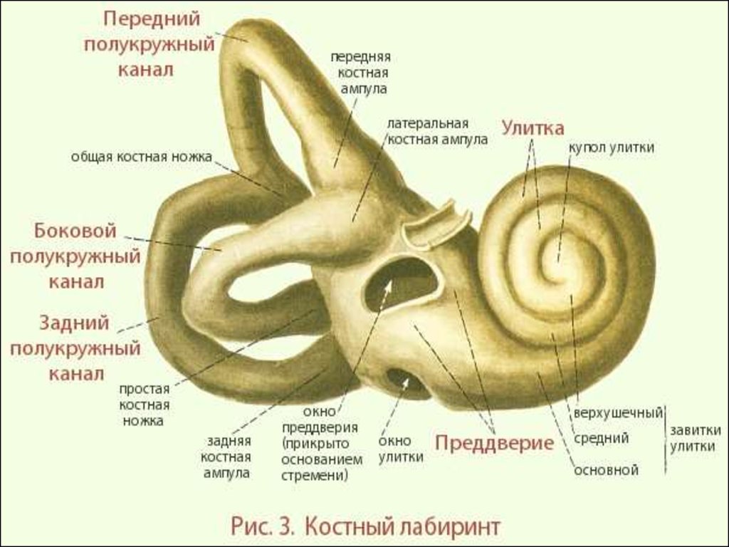 Улитка слухового аппарата. Полукружные каналы анатомия внутреннее ухо. Костный Лабиринт внутреннего уха. Костный Лабиринт внутреннего уха преддверие. Костный Лабиринт полукружные каналы ножки.