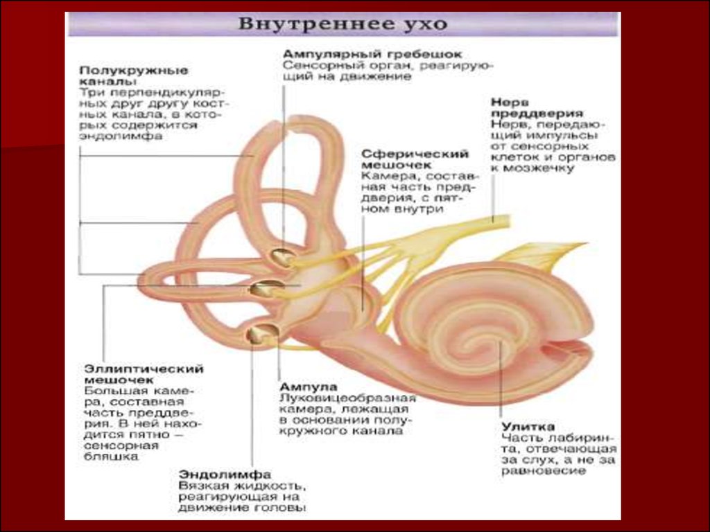 Внутреннее ухо орган равновесия. Схема строения внутреннего уха гистология. Внутреннее ухо улитка гистология. Строение перепончатого Лабиринта улитки гистология. Строение внутреннего уха гистология.