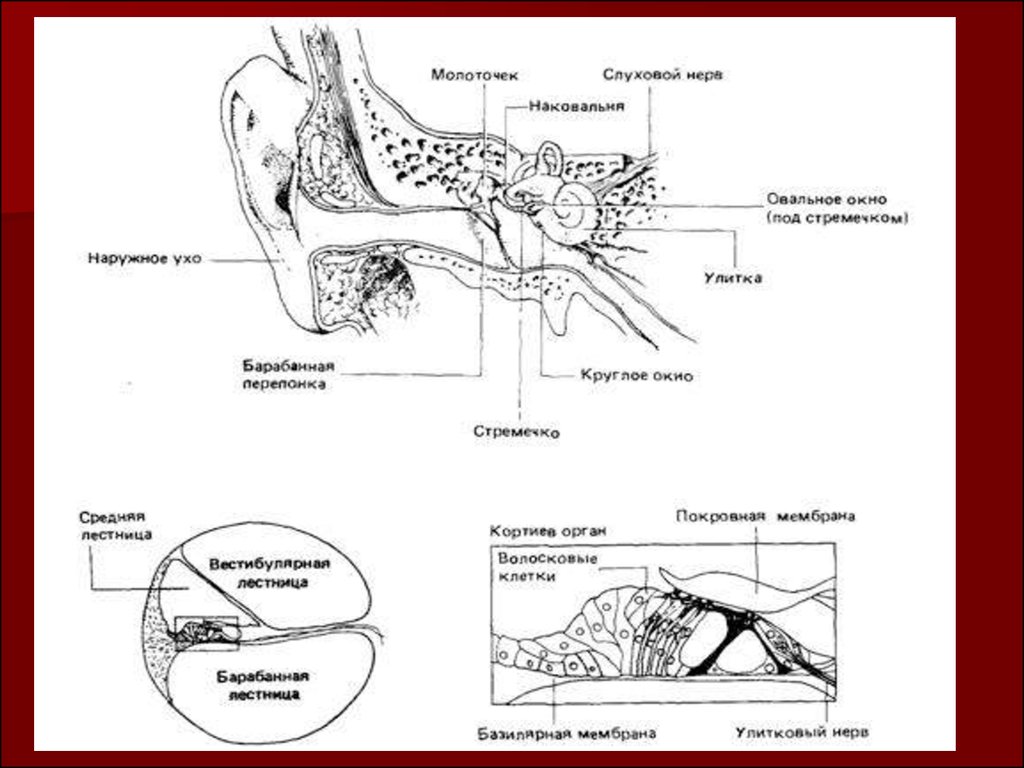 Орган слуха и равновесия. Улитка, овальное окно, Кортиев орган. Строение органа слуха и равновесия животных анатомия. Схема строения органов слуха и равновесия животных. Вестибулярная мембрана (Рейсснера).