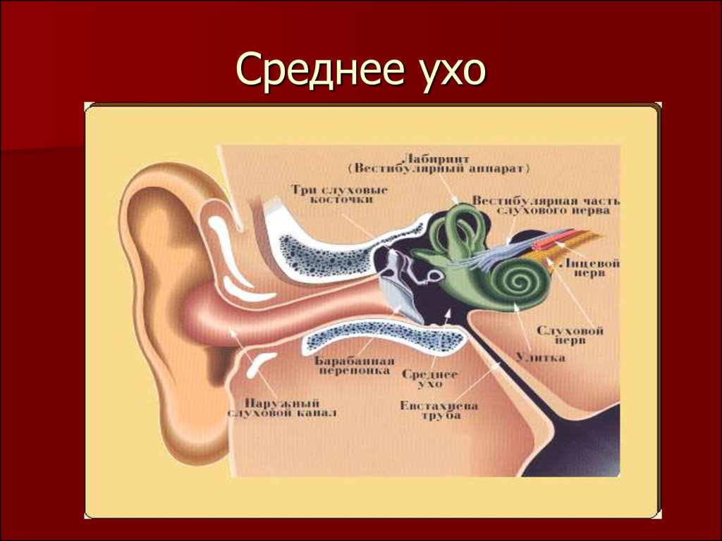 Внутреннее ухо расположено в полости. Среднее ухо. Среднеу Хо. Строение среднего уха. Средняя часть уха.