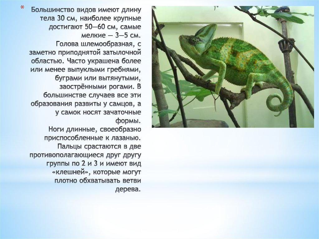 Большинство видов имеют длину тела 30 см, наиболее крупные достигают 50—60 см, самые мелкие — 3—5 см. Голова шлемообразная, с заметно припод