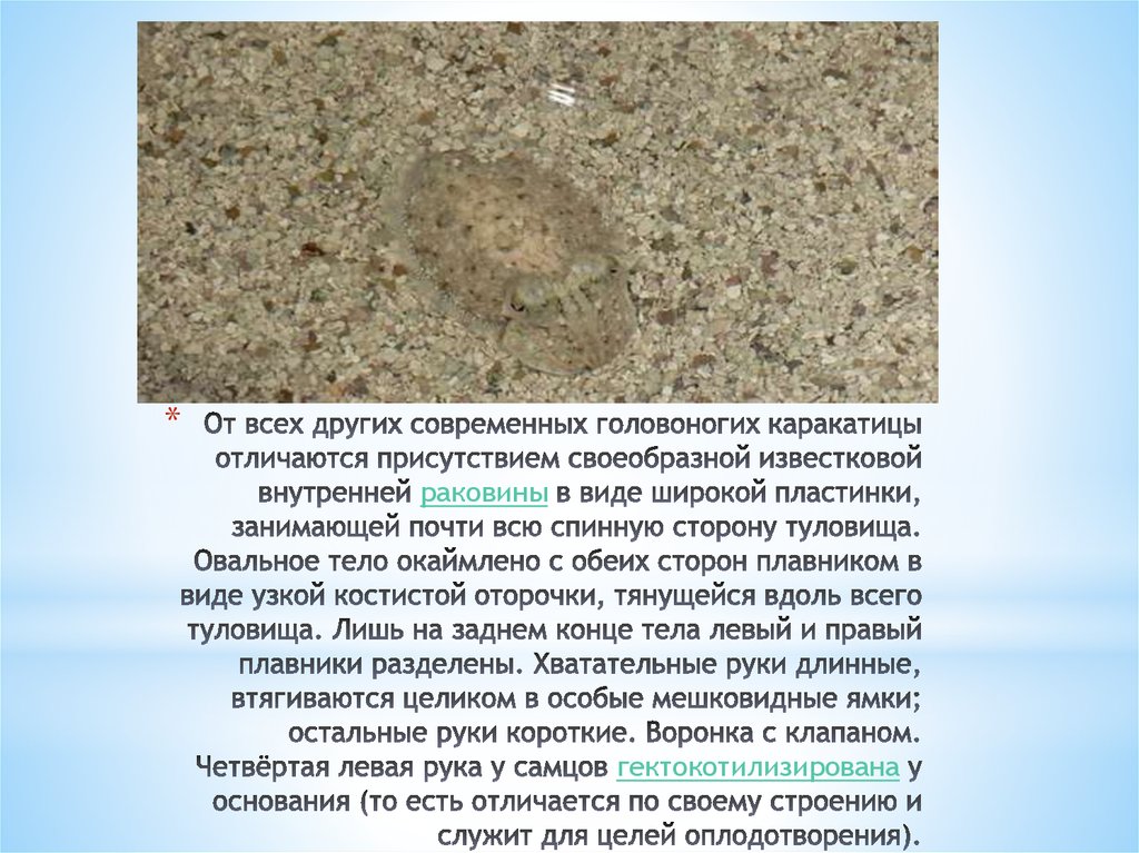 От всех других современных головоногих каракатицы отличаются присутствием своеобразной известковой внутренней раковины в виде широкой 