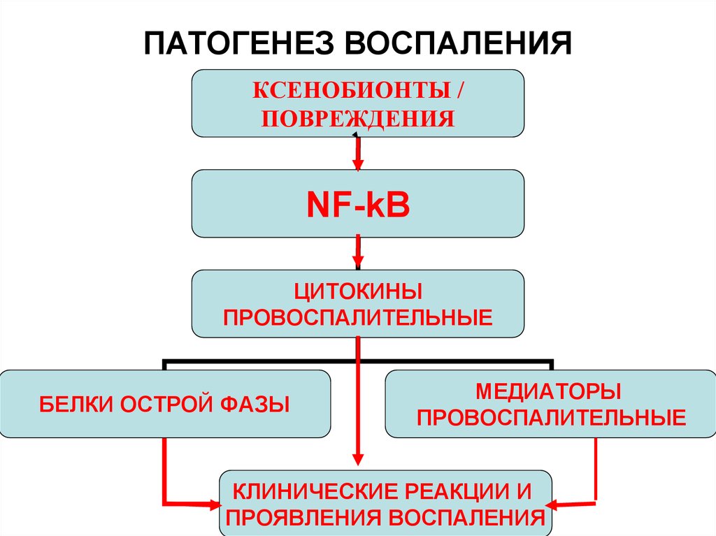 Патогенез воспаления схема