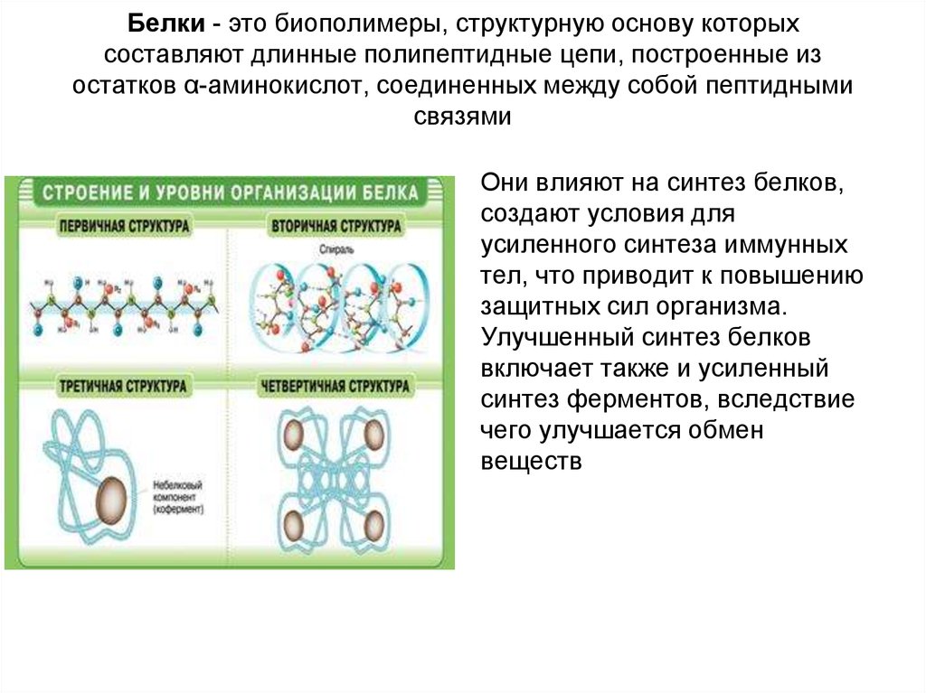 Биополимеры являются белки