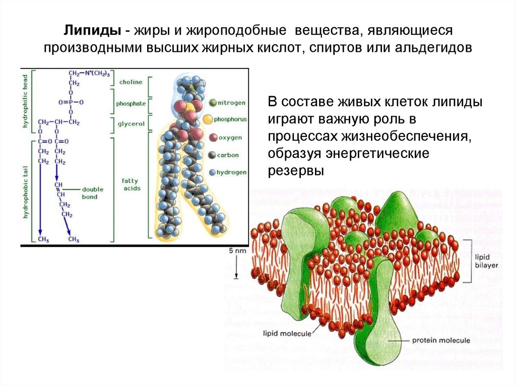 Липиды в живой клетке. Липиды жироподобные вещества. Липиды состав и строение. Липиды жиры воски и жироподобные вещества. Строение липидов структура.