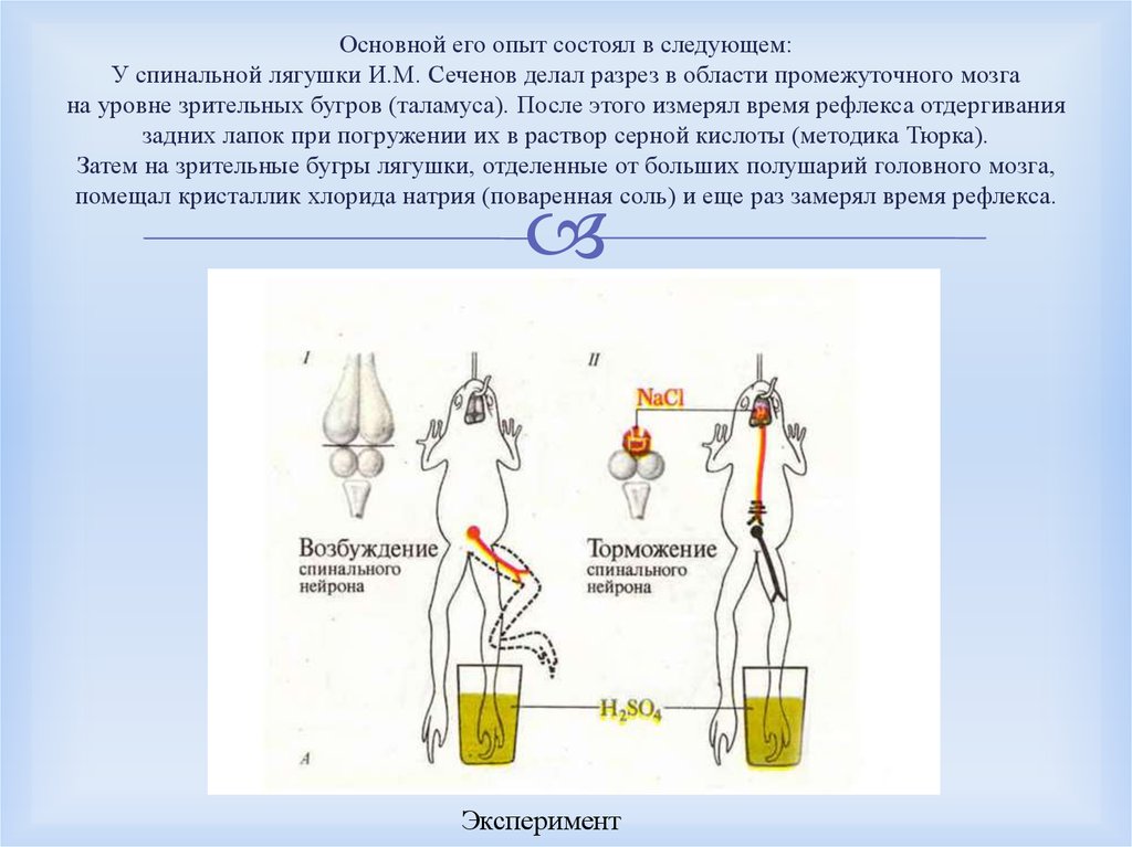 Опыт является. Сеченовское торможение рефлексов физиология. Опыт Сеченова рефлексы. Лягушка рефлекс Сеченов. Сеченов торможение опыт.