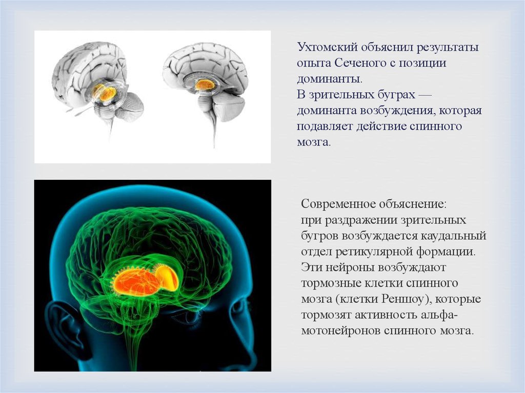 Объясните результаты. Ухтомский а.а. 