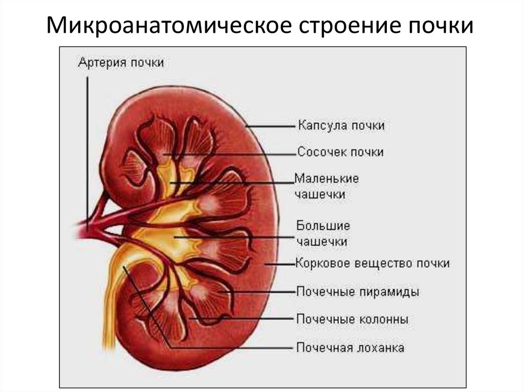 Укажите края почки. Внутренне строение почки анатомия. Микроскопическое строение почки анатомия. Строение почки собаки анатомия. Схема анатомического строения почки.