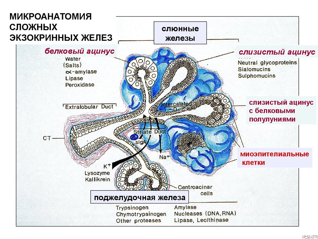 Схема иннервации слюнных желез