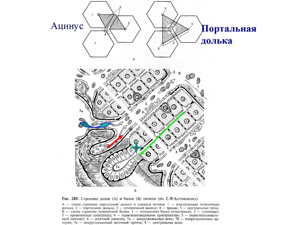 Схема печеночной дольки патофизиология