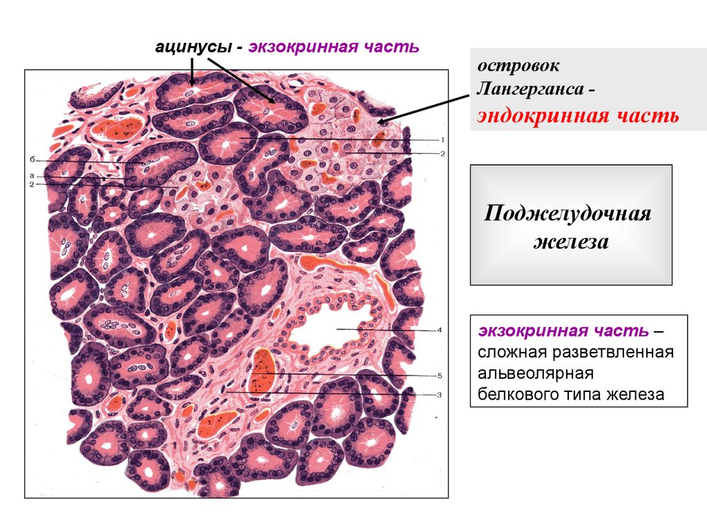 Поджелудочная железа гистология рисунок