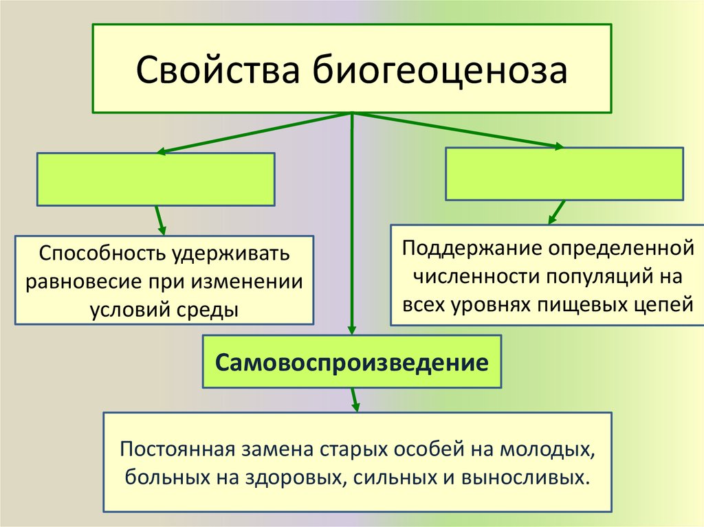 Причины смены биоценоза. Характеристика биогеоценоза. Основное свойство экосистем. Характеристики устойчивой экосистемы. Основные свойства биогеоценоза.