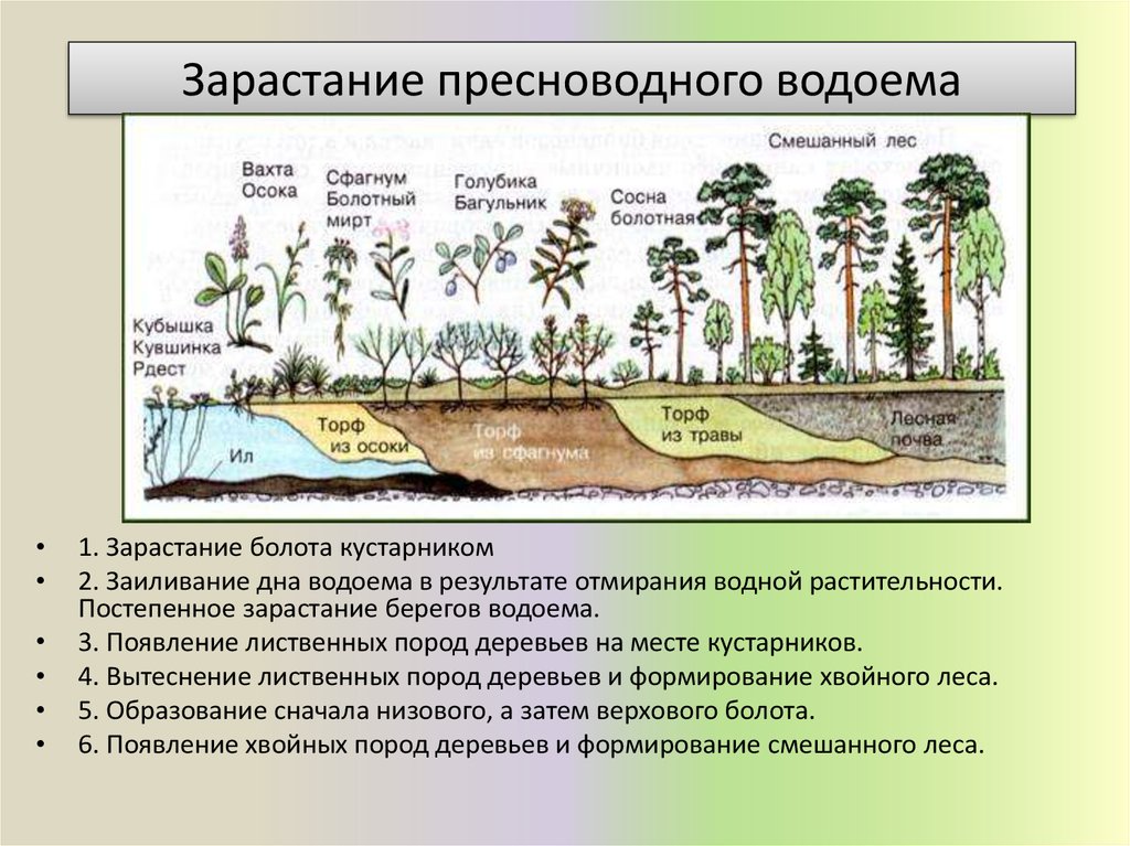 Характеристика растительного сообщества болото