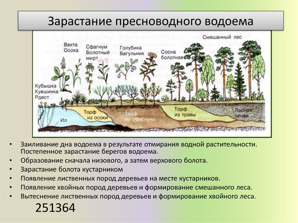 По представленному рисунку установите последовательность зарастания водоема