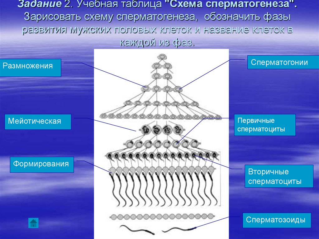 Сперматогонии