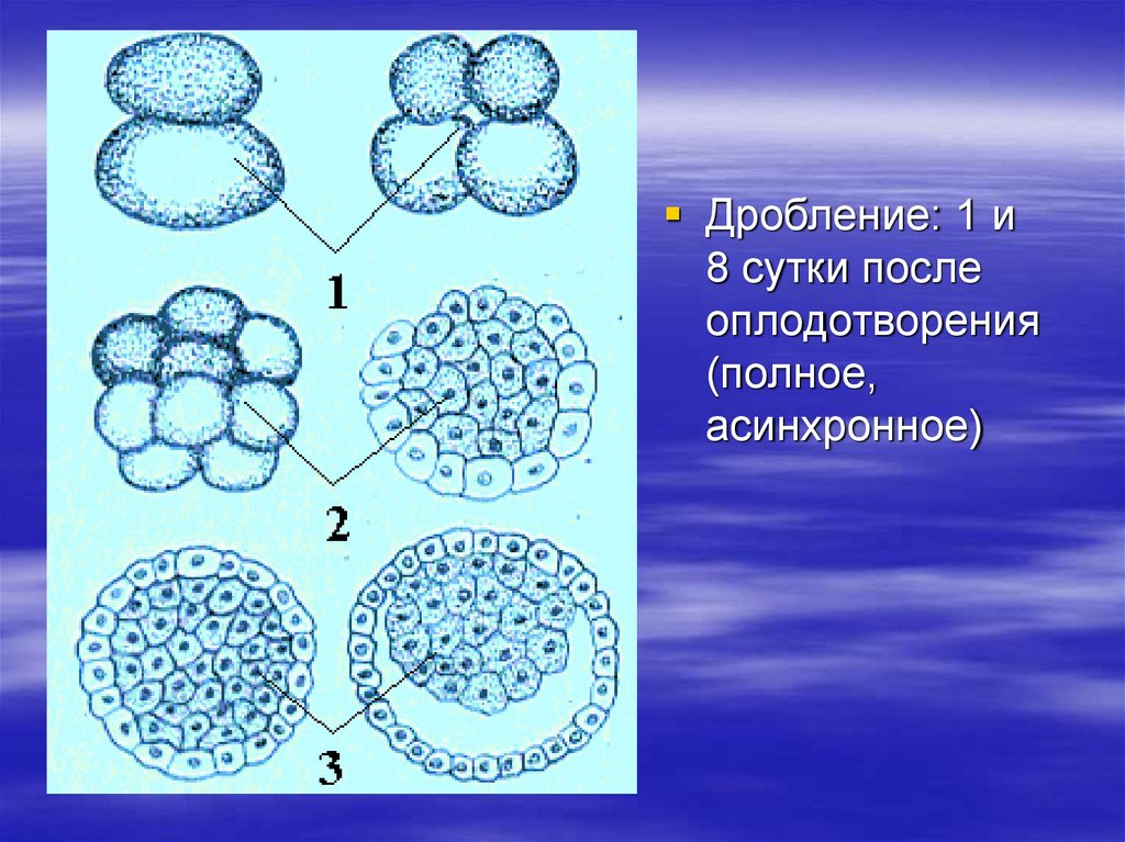 Дробление что образуется. Дробление после оплодотворения. Оплодотворение, дробление клетки. Половые клетки .дробление. Полное асинхронное дробление.