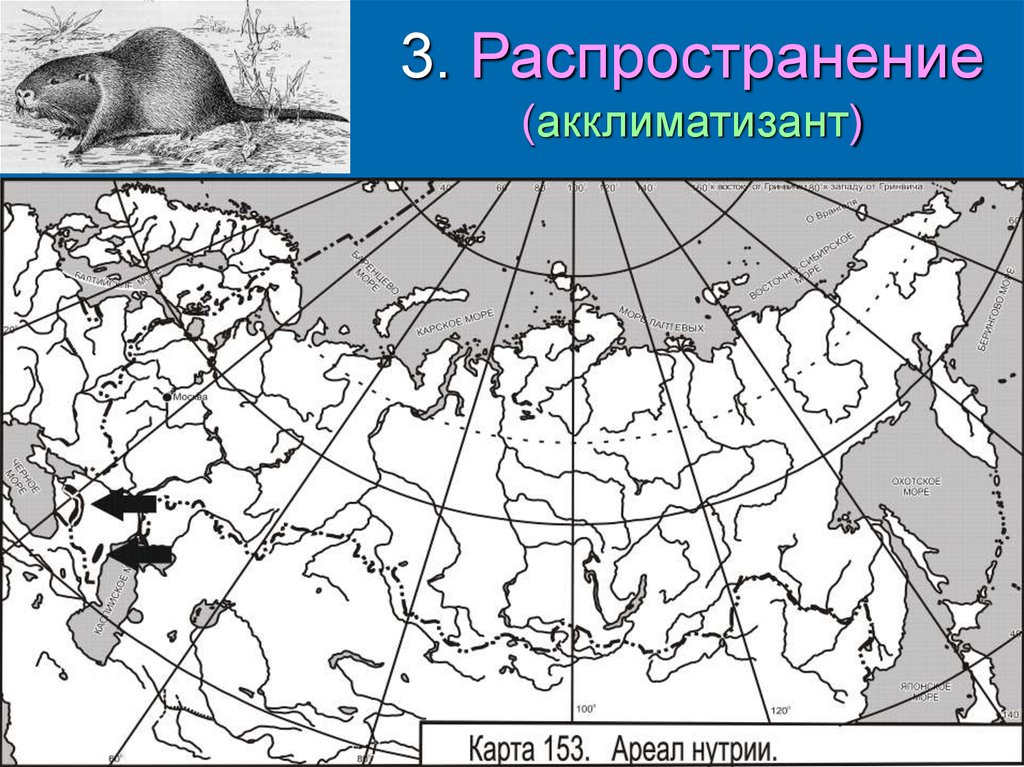 Стерлядь ареал обитания карта