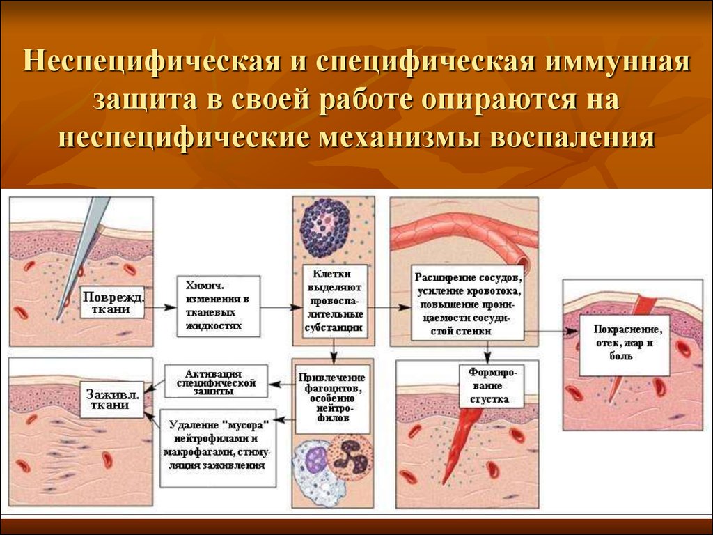 Специфический иммунитет презентация