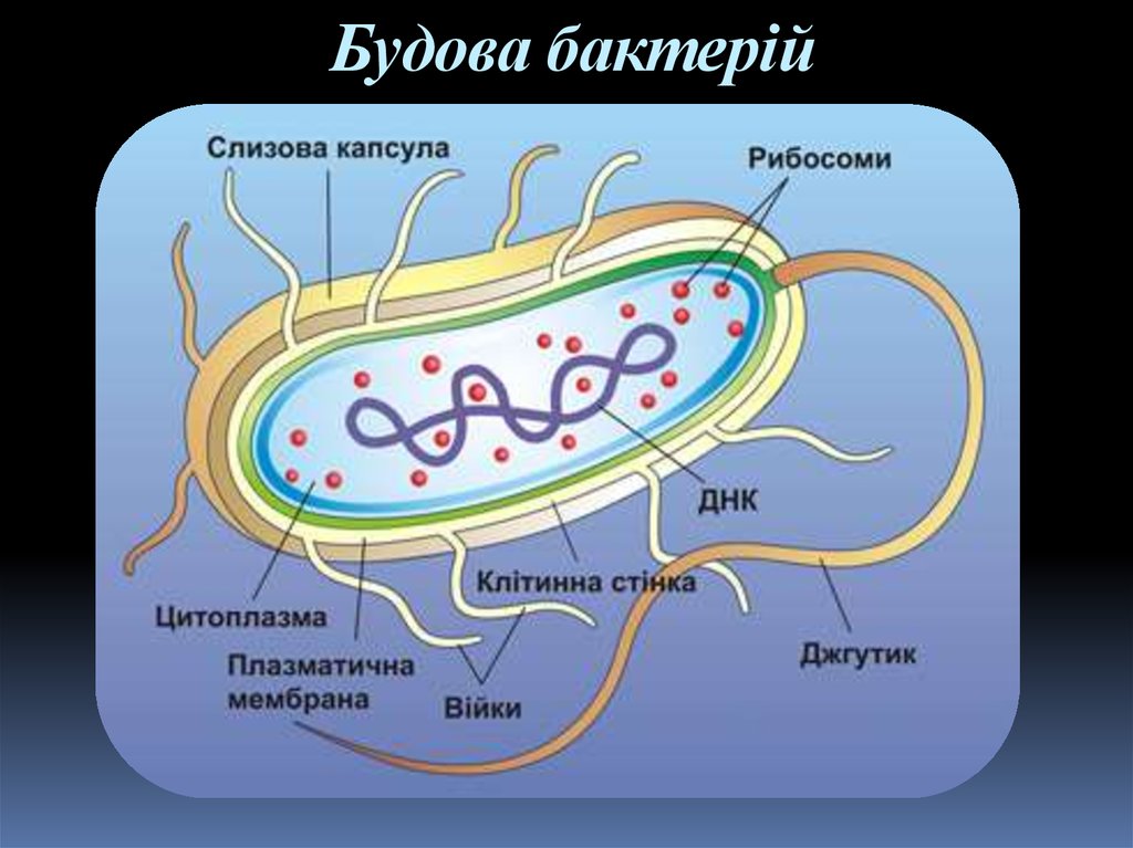 У бактерий активный образ жизни. Строение бактериальной клетки. Структурные компоненты бактериальной клетки. Строение бактериальной клетки спириллы. Бактериальная клетка строение с подписями.