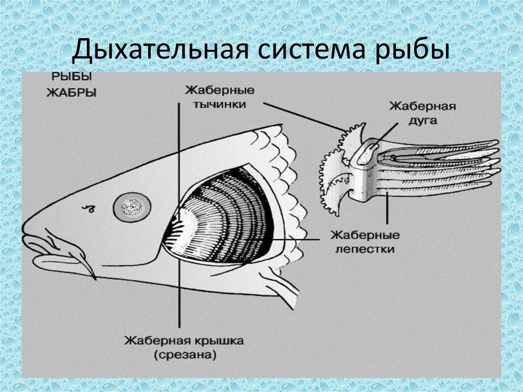 Схема дыхательная система рыб