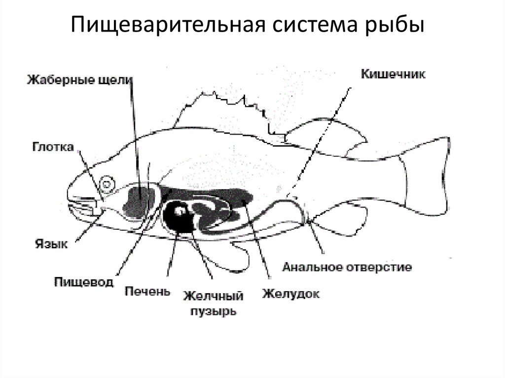 Схема строения пищеварительной системы рыб