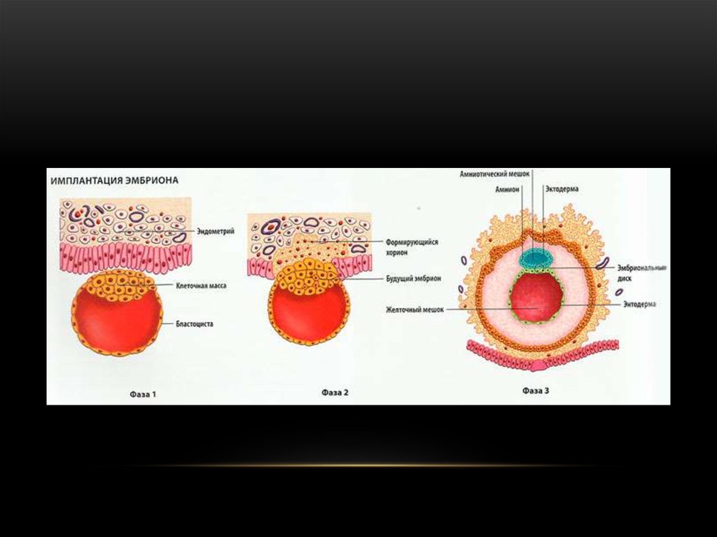 Имплантация эмбриона. Имплантация зародыша. Оплодотворение и имплантация. Имплантация бластоцисты в эндометрий матки. Период имплантации зародыша.