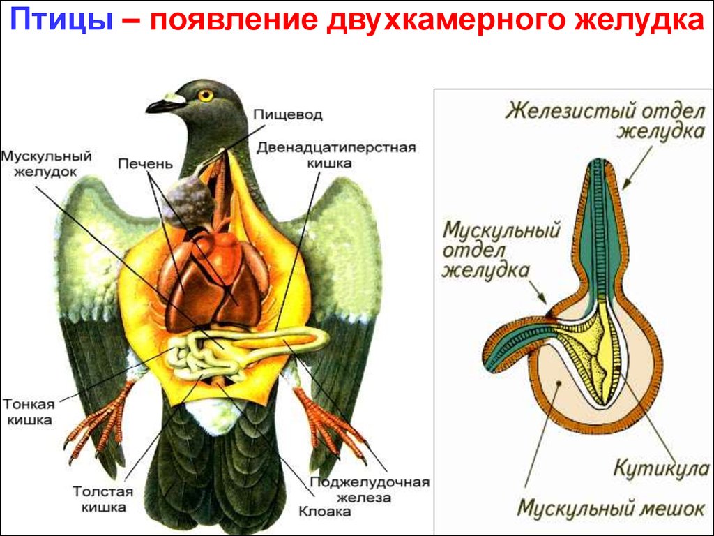 Что находится в мускульном желудке птицы