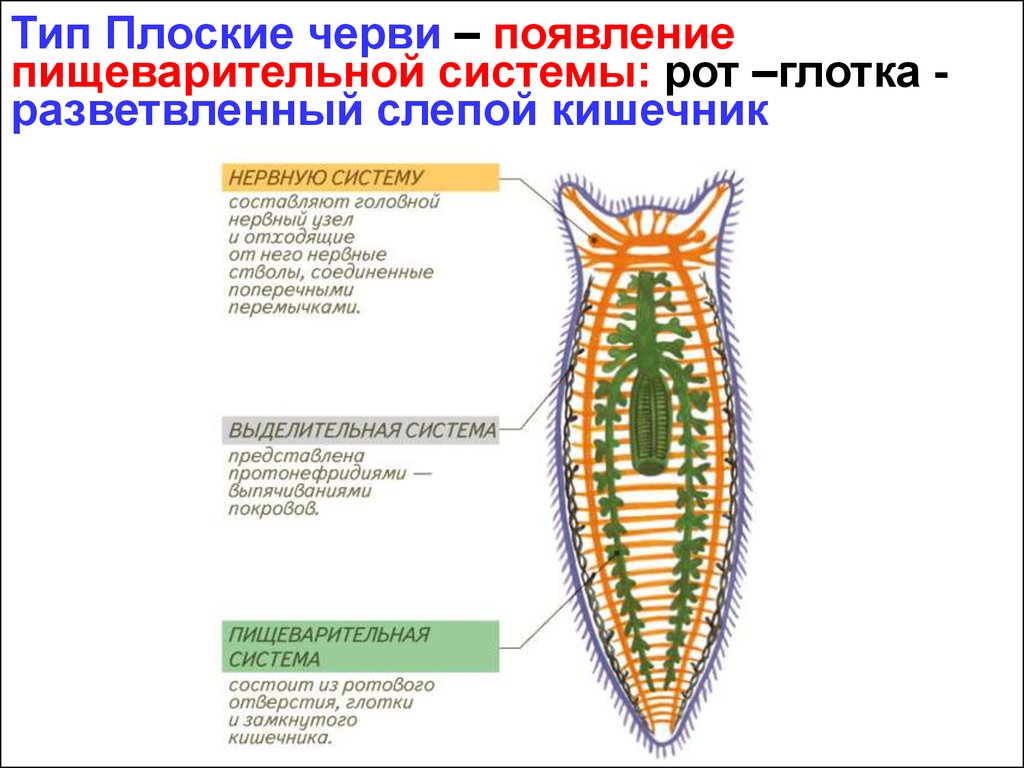 Строение пищеварительной системы червя. Пищеварительный тракт плоских червей. Отделы пищеварительной системы плоских червей. Пищевар система плоских червей. Пищеварительная система органов плоских червей.