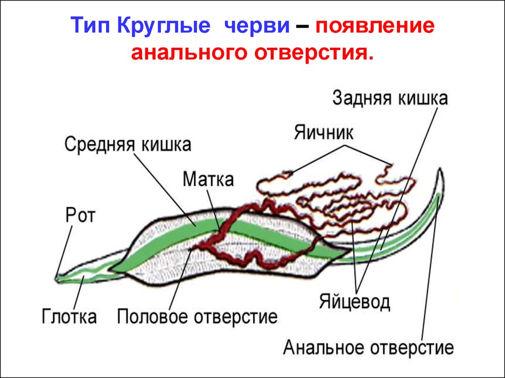 Полип анального отверстия фото