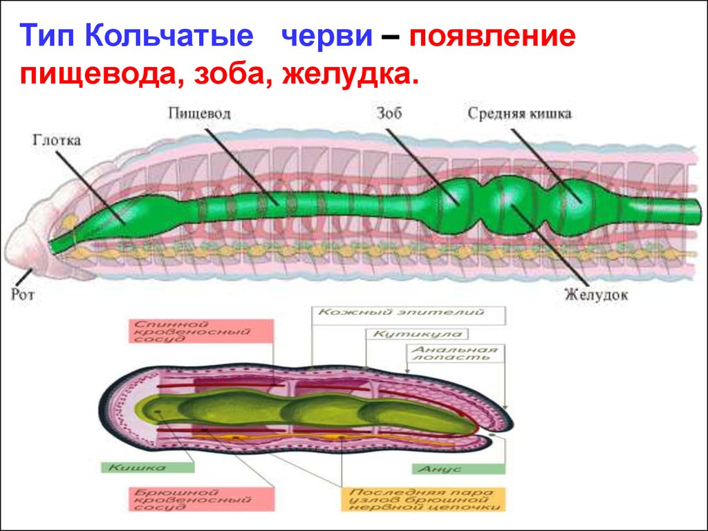 Какие особенности кольчатых червей. Пищеварительная система кольчатого червя. Тип кольчатые черви пищеварительная система. Кишечник кольчатого червя. Органы пищеварительной системы кольчатых червей.