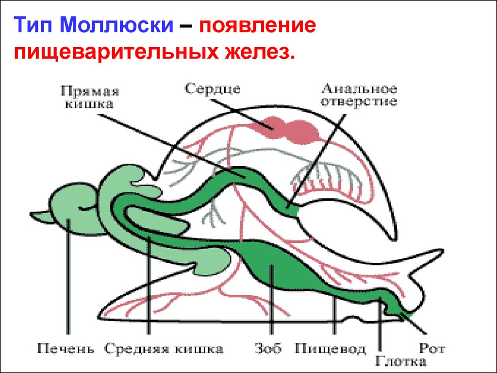 Пищеварительная у моллюсков. Пищеварительная система моллюсков 7 класс. Строение пищеварительной системы брюхоногих моллюсков. Пищеварительная система брюхоногих моллюсков схема. Строение пищеварительной системы виноградной улитки.