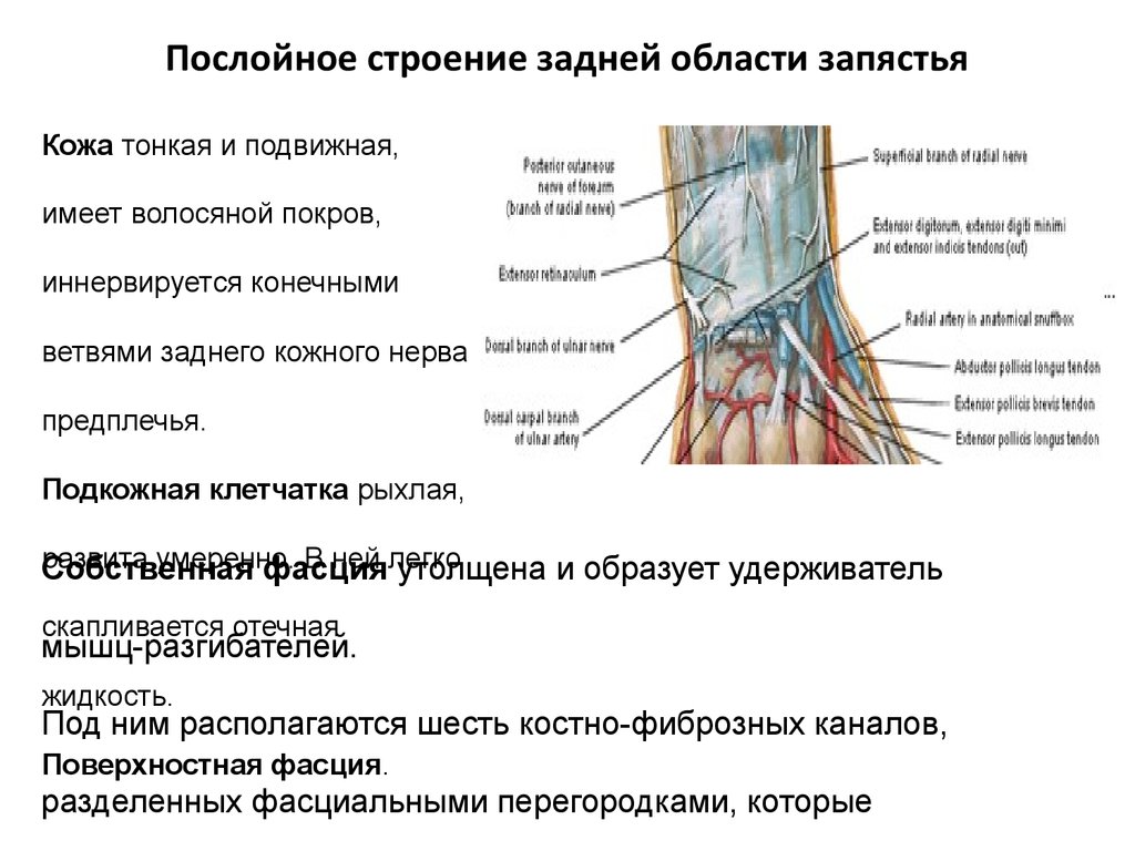 Каналы запястья топографическая анатомия схема