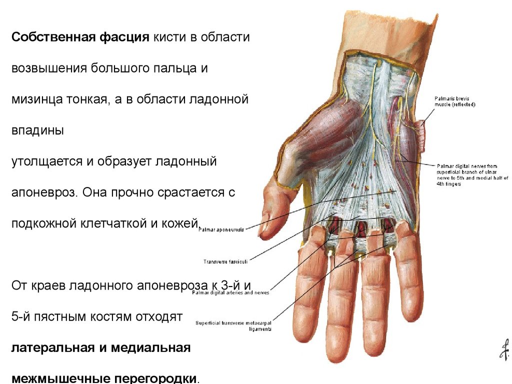 Болят пальцы и запястья. Топографическая анатомия ладонной области кисти. Ладонный апоневроз анатомия. Кисть руки топографическая анатомия. Слои ладонной области кисти топографическая анатомия.