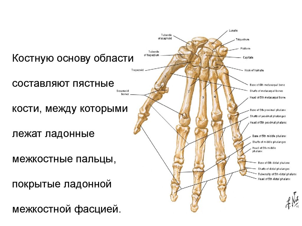 Кость запястья тип кости. Строение костей кисти. Кисть руки анатомия кости. Строение костей кисти руки. Кости запястья анатомия человека.