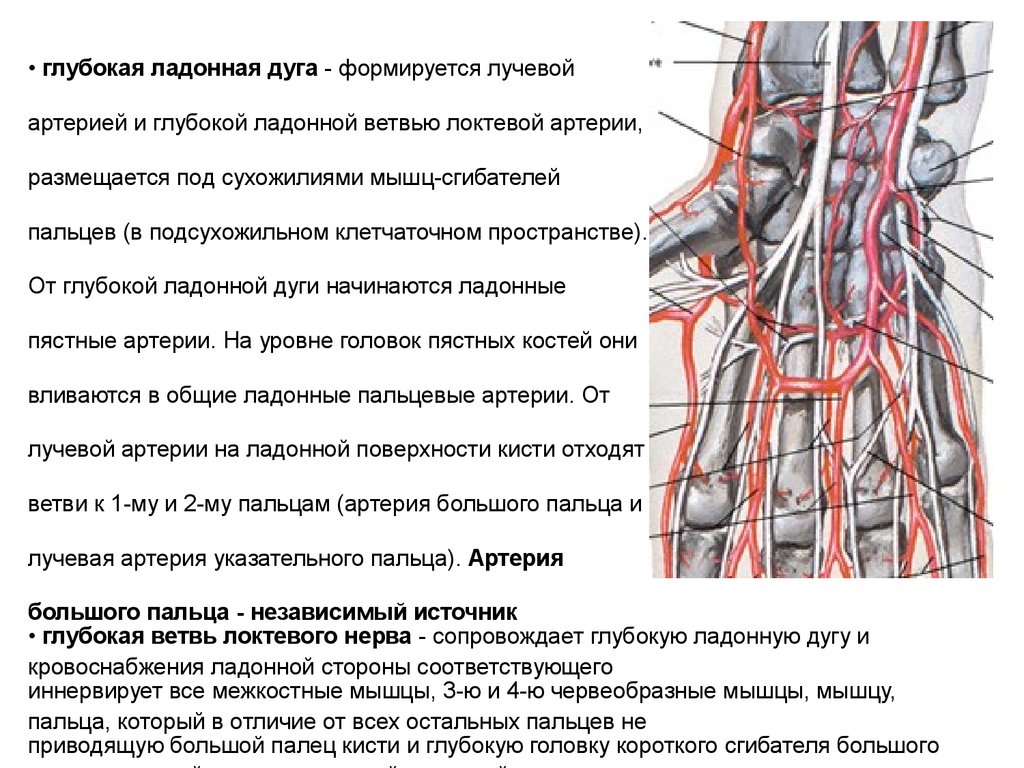 Артерия на запястье. Поверхностная ладонная артерия. Топографическая анатомия лучевой артерии. Проекция поверхностной ладонной дуги. Иннервация кисти топографическая анатомия.
