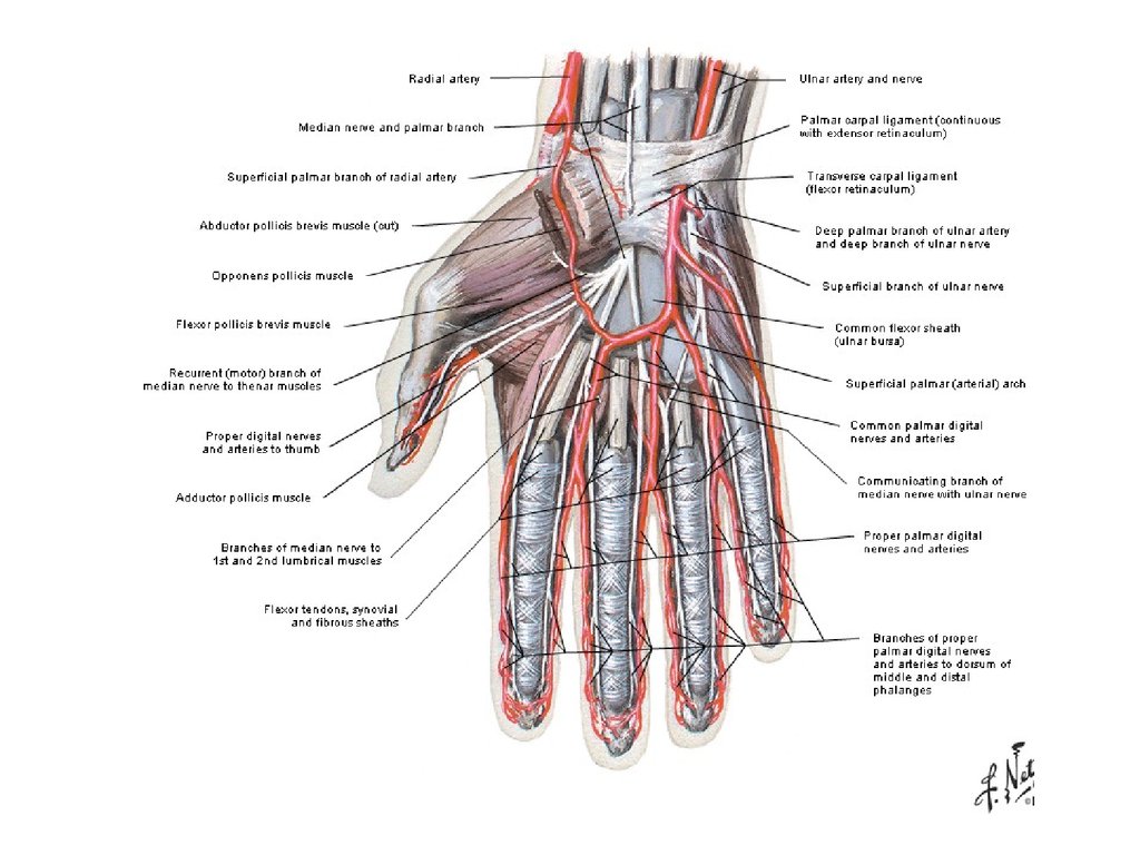 Схема кровообращения кисти