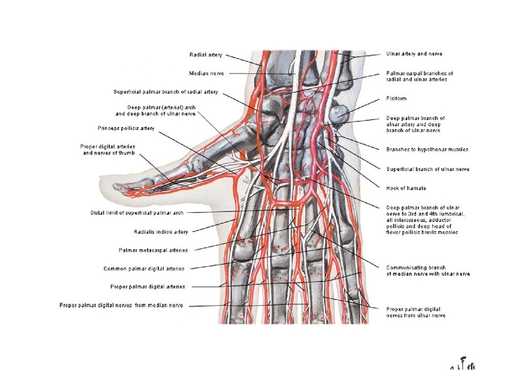 Артерия на запястье. Топографическая анатомия лучевой артерии. Кровоснабжение кисти топографическая анатомия. Кровоснабжение пальцев кисти. Кровоснабжение лучезапястного сустава топографическая анатомия.