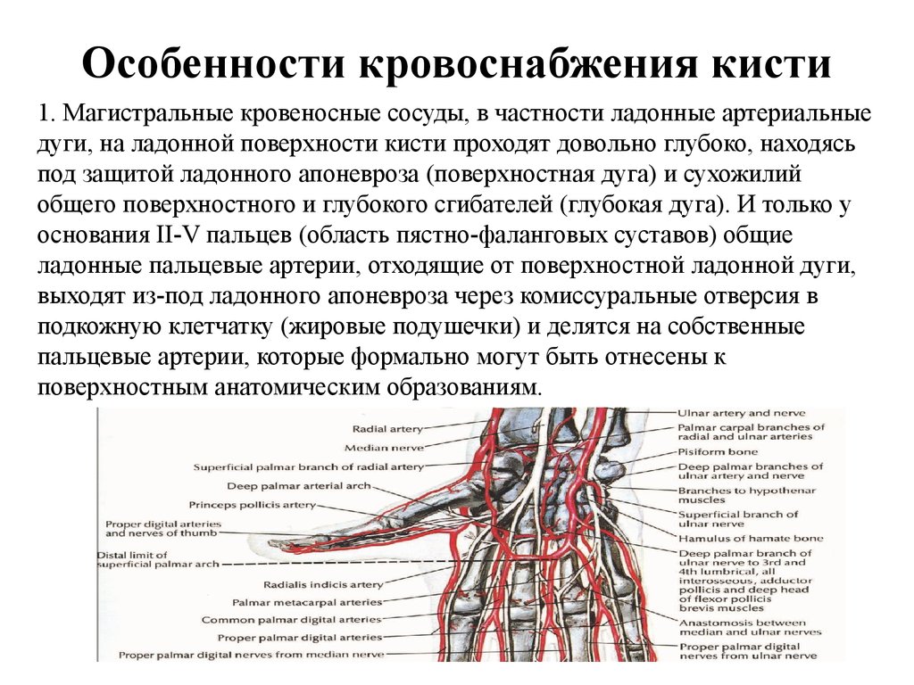 Мышцы артерий. Кисть кровоснабжение и иннервация кисти и пальцев. Кровоснабжение лучезапястного сустава анатомия. Кровоснабжение пальцев кисти анатомия. Иннервация тыла кисти.