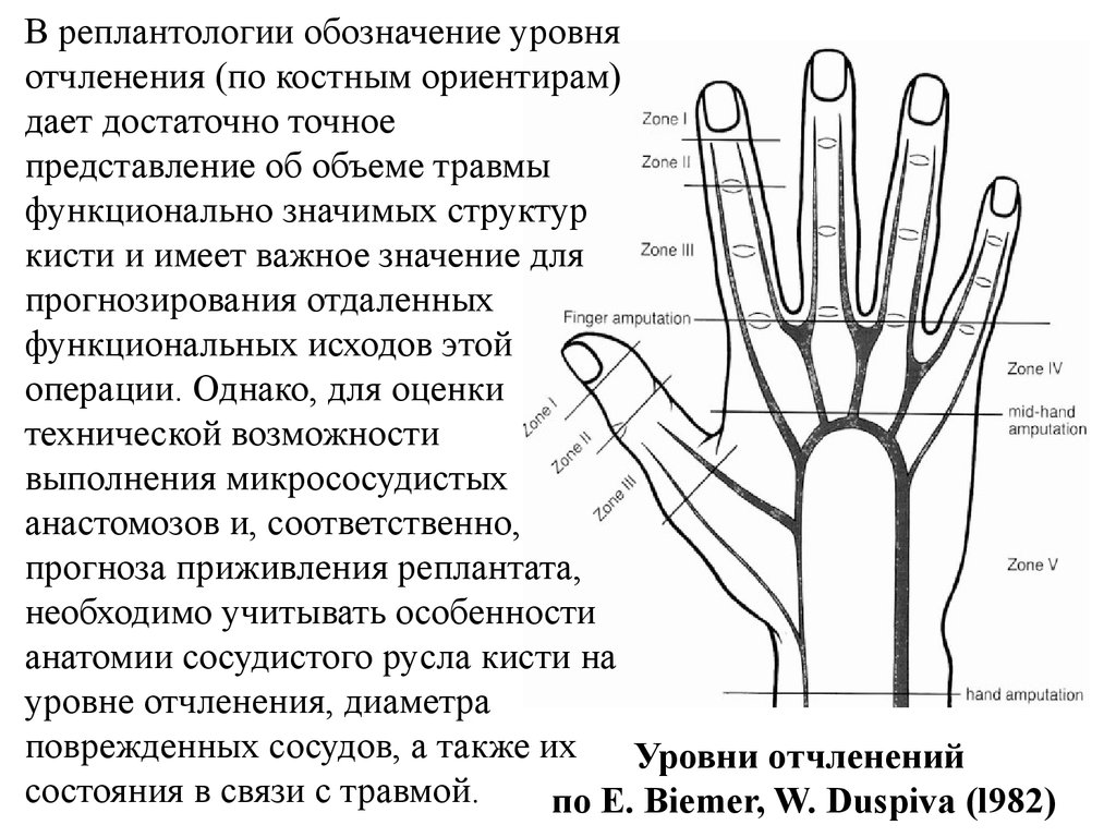 Топографическая анатомия кисти и пальцев презентация