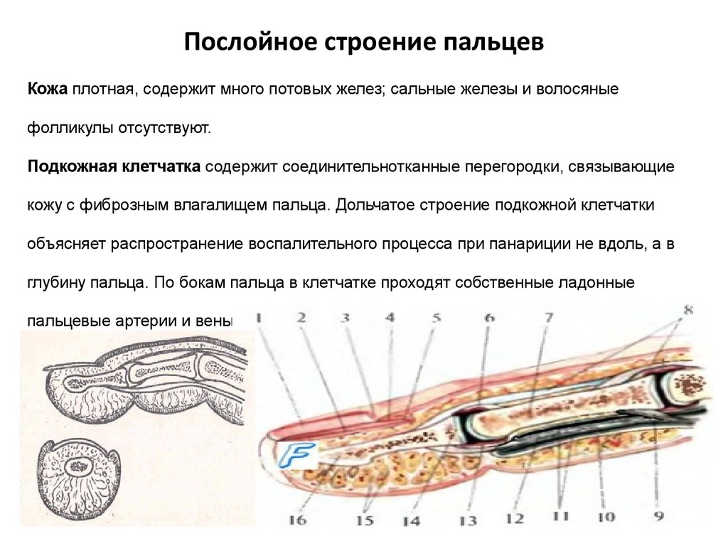 Строение пальца руки человека фото с описанием