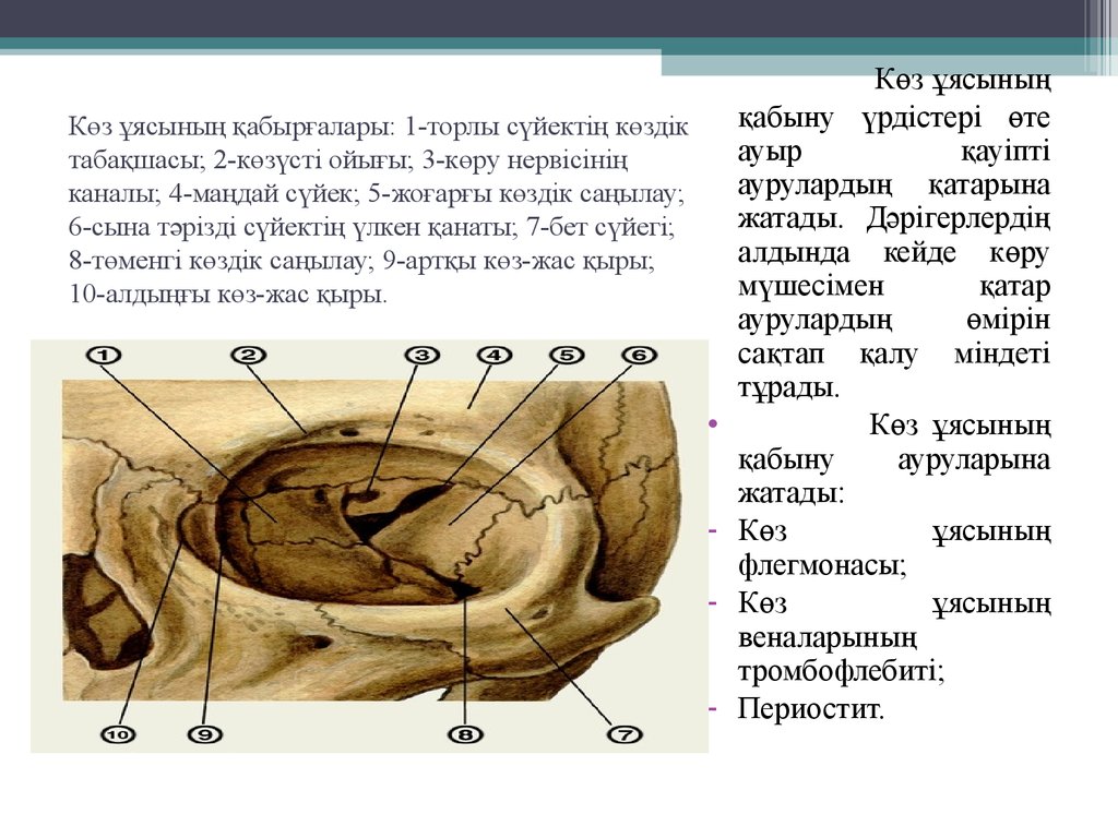 Көз ұясының қабырғалары: 1-торлы сүйектің көздік табақшасы; 2-көзүсті ойығы; 3-көру нервісінің каналы; 4-маңдай сүйек; 5-жоғарғы көздік саңылау