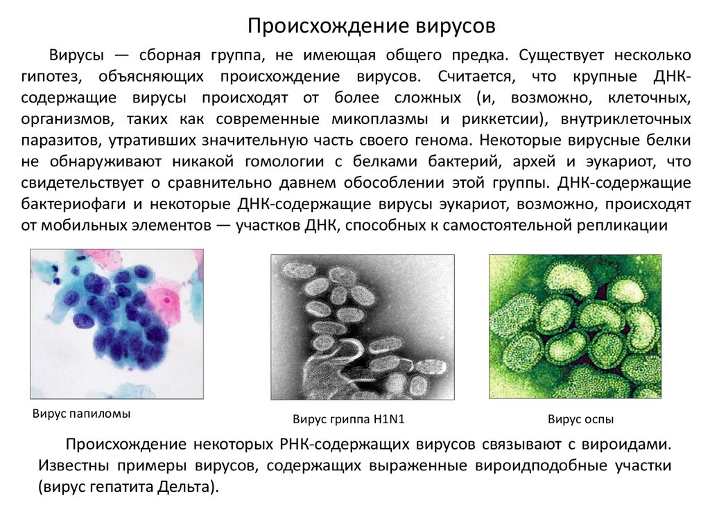 Проект вирусы гипотеза