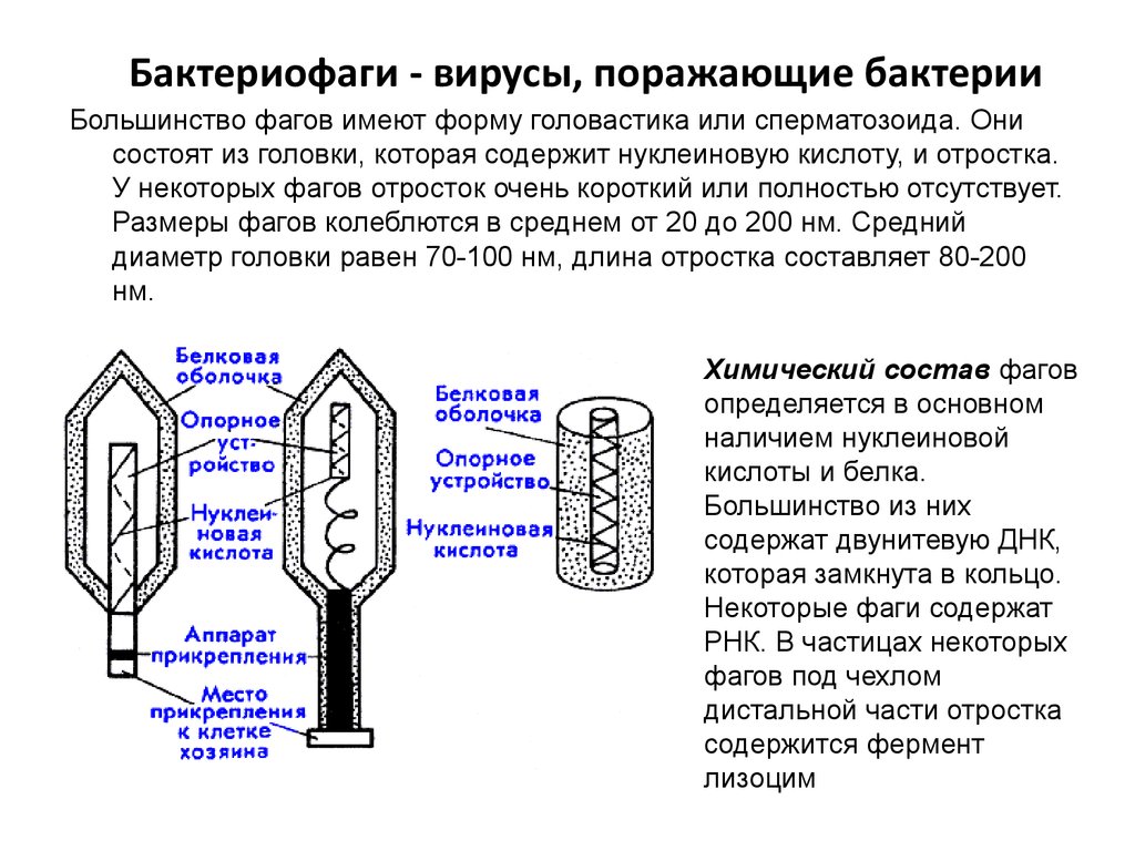 Применение бактериофагов