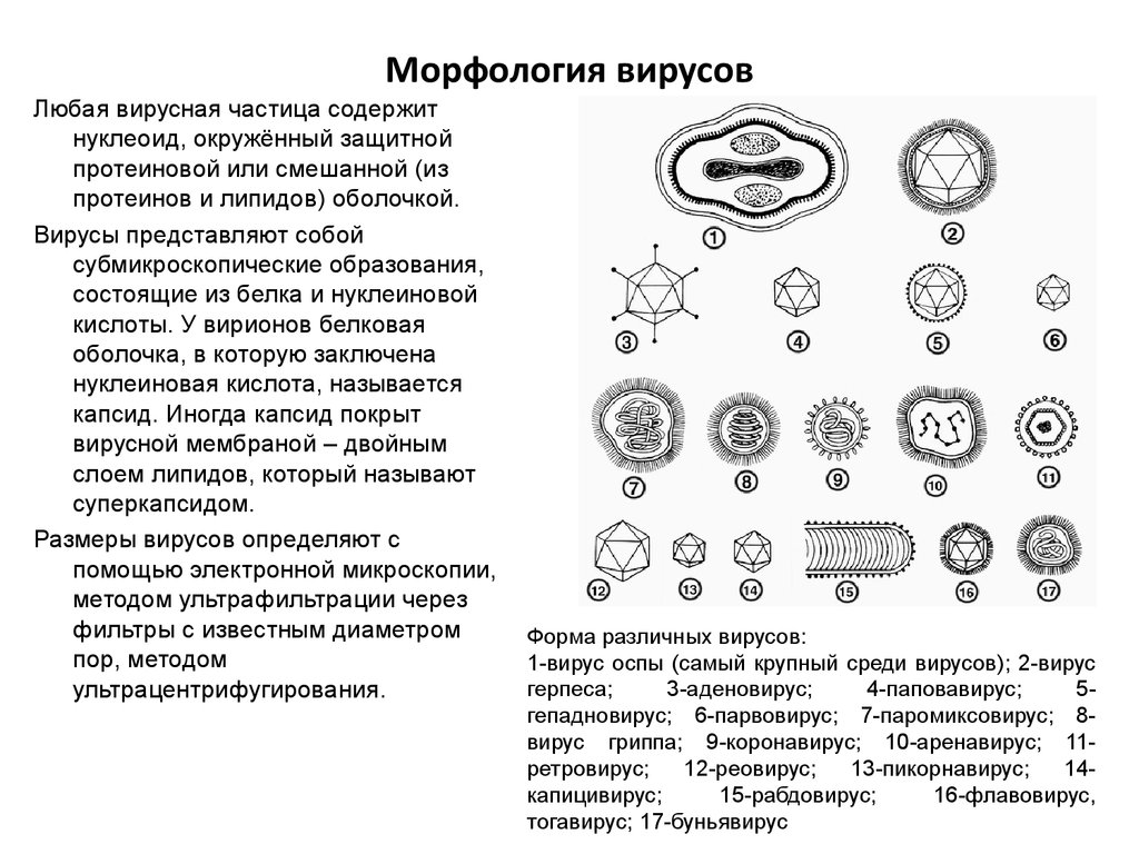 Характеристика вирусов и бактерий