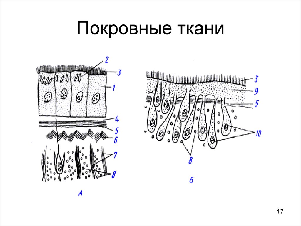 Покровные клетки. Покровная ткань схема. Покровная ткань рисунок с подписями. Покровная ткань эпителий растений. Покровная ткань схематический рисунок.